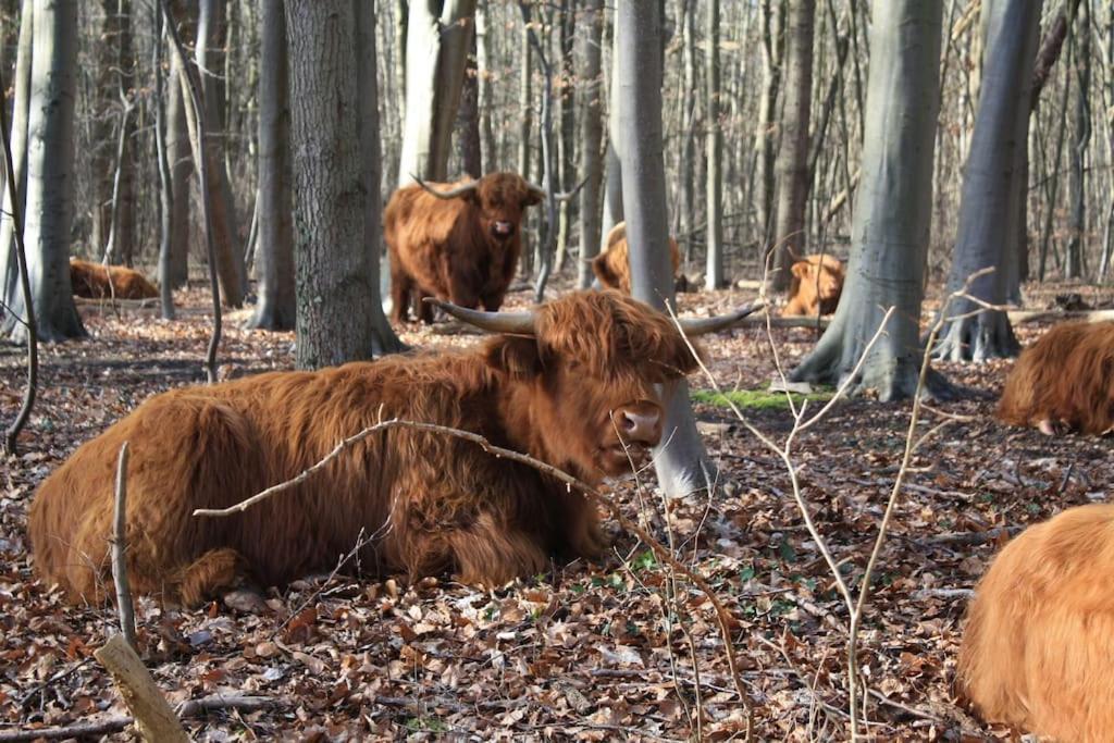 De Bosrand Grenzend Aan Het Bos Βίλα Castricum Εξωτερικό φωτογραφία