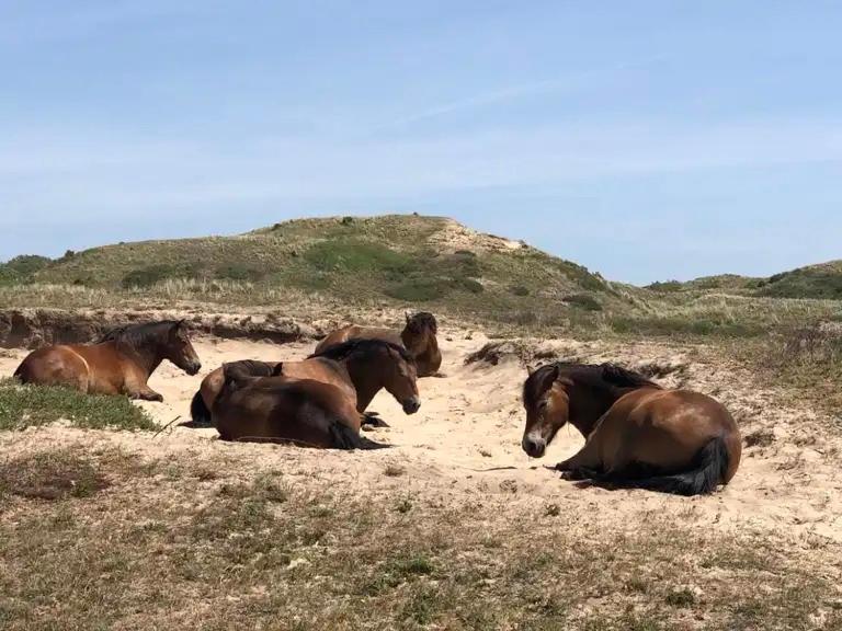 De Bosrand Grenzend Aan Het Bos Βίλα Castricum Εξωτερικό φωτογραφία