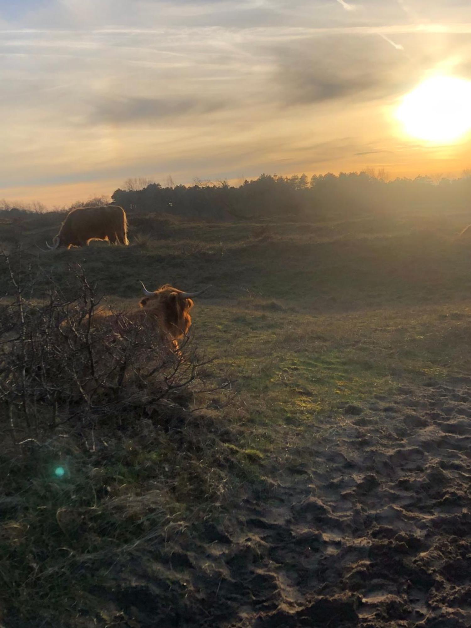 De Bosrand Grenzend Aan Het Bos Βίλα Castricum Εξωτερικό φωτογραφία