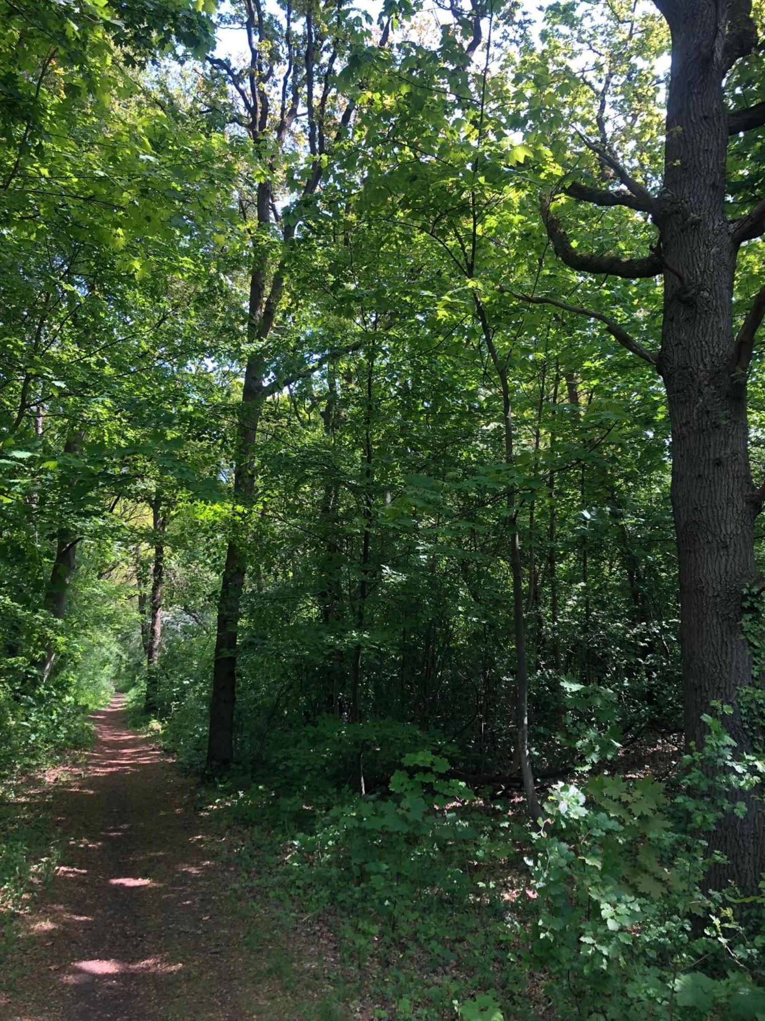 De Bosrand Grenzend Aan Het Bos Βίλα Castricum Εξωτερικό φωτογραφία